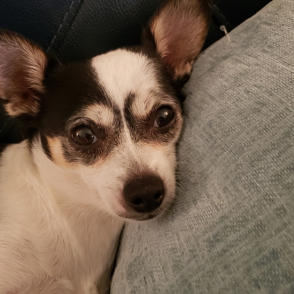 HELP Mia!!! PROCEEDS OF SALES GO TO ORTHOPEDIC CARE FOR MIA.